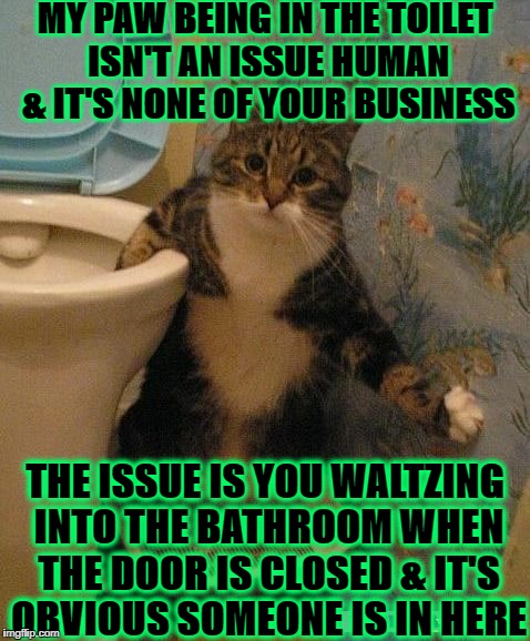 MY PAW BEING IN THE TOILET ISN'T AN ISSUE HUMAN & IT'S NONE OF YOUR BUSINESS; THE ISSUE IS YOU WALTZING INTO THE BATHROOM WHEN THE DOOR IS CLOSED & IT'S OBVIOUS SOMEONE IS IN HERE | image tagged in intrusion | made w/ Imgflip meme maker
