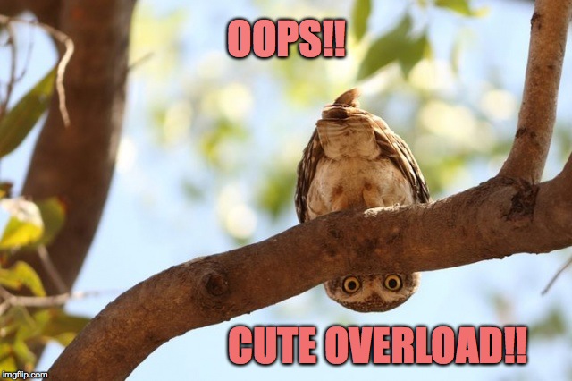 OOPS!! CUTE OVERLOAD!! | made w/ Imgflip meme maker