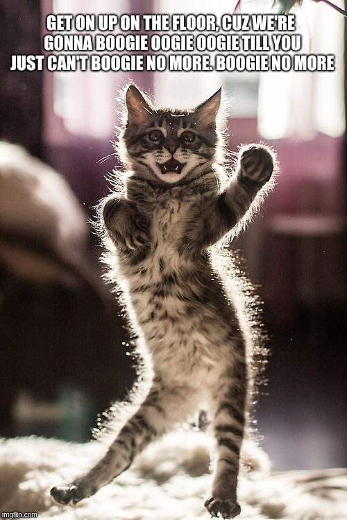 Dancing kitten | GET ON UP ON THE FLOOR, CUZ WE'RE GONNA BOOGIE OOGIE OOGIE TILL YOU JUST CAN'T BOOGIE NO MORE. BOOGIE NO MORE | image tagged in dancing kitten | made w/ Imgflip meme maker