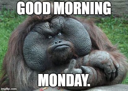 Monday Monkey | GOOD MORNING; MONDAY. | image tagged in monday monkey | made w/ Imgflip meme maker