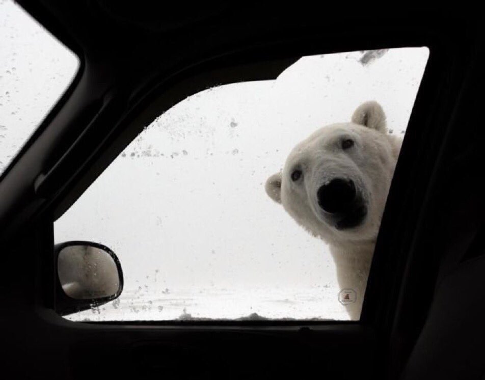 High Quality polar bear at car window Blank Meme Template