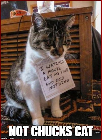 NOT CHUCKS CAT | made w/ Imgflip meme maker