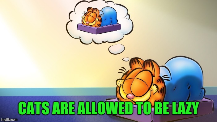 CATS ARE ALLOWED TO BE LAZY | made w/ Imgflip meme maker