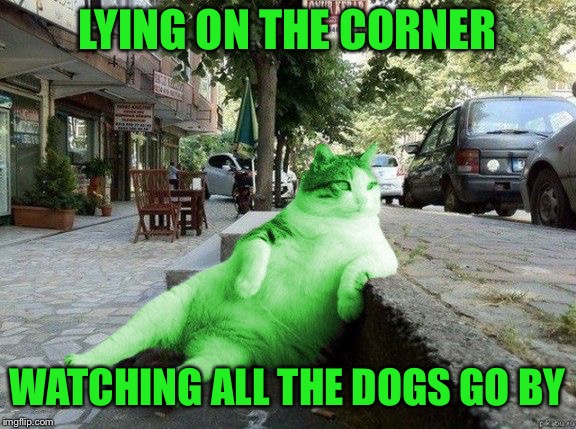 RayCat relaxing | LYING ON THE CORNER; WATCHING ALL THE DOGS GO BY | image tagged in raycat relaxing,memes | made w/ Imgflip meme maker