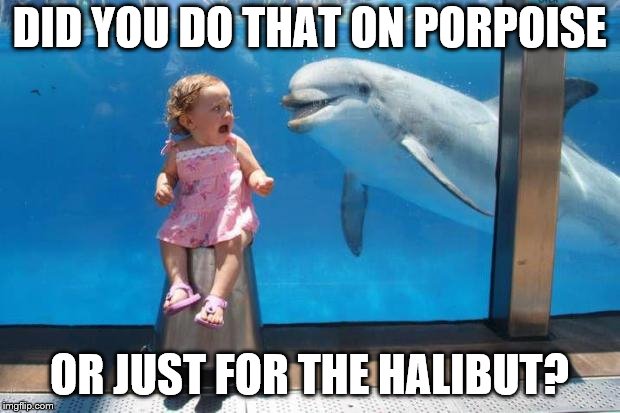 dolphin | DID YOU DO THAT ON PORPOISE; OR JUST FOR THE HALIBUT? | image tagged in dolphin | made w/ Imgflip meme maker