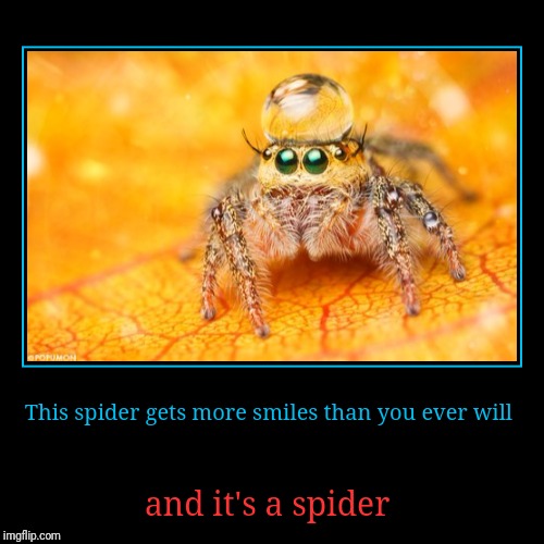 Cute Spider | image tagged in funny,demotivationals | made w/ Imgflip demotivational maker