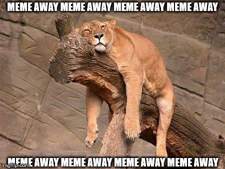 The lion sleeps... | MEME AWAY MEME AWAY MEME AWAY MEME AWAY; MEME AWAY MEME AWAY MEME AWAY MEME AWAY | image tagged in sleeping lion | made w/ Imgflip meme maker