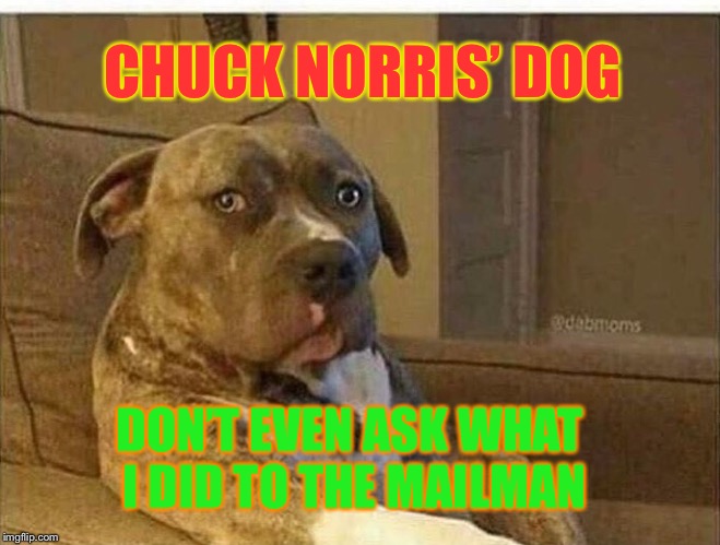 CHUCK NORRIS’ DOG DON’T EVEN ASK WHAT I DID TO THE MAILMAN | made w/ Imgflip meme maker