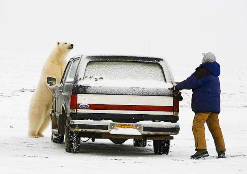 Polar Bear Blank Meme Template