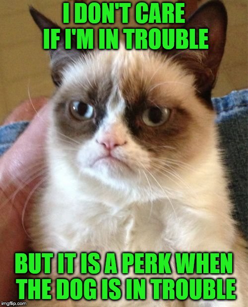 Grumpy Cat Meme | I DON'T CARE IF I'M IN TROUBLE BUT IT IS A PERK WHEN THE DOG IS IN TROUBLE | image tagged in memes,grumpy cat | made w/ Imgflip meme maker