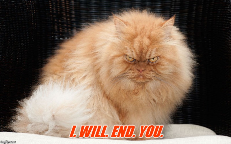 I. WILL. END. YOU. | image tagged in mean cat | made w/ Imgflip meme maker