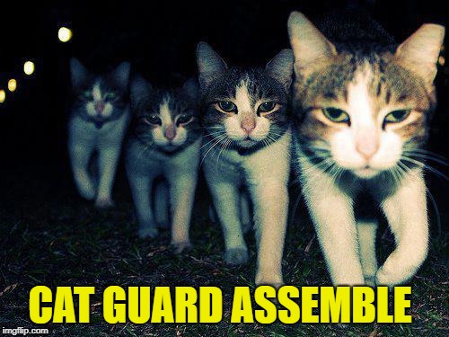 CAT GUARD ASSEMBLE | made w/ Imgflip meme maker