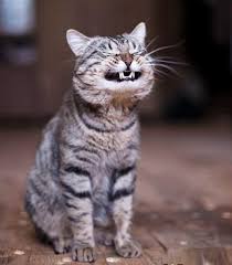 smiling cat Blank Meme Template