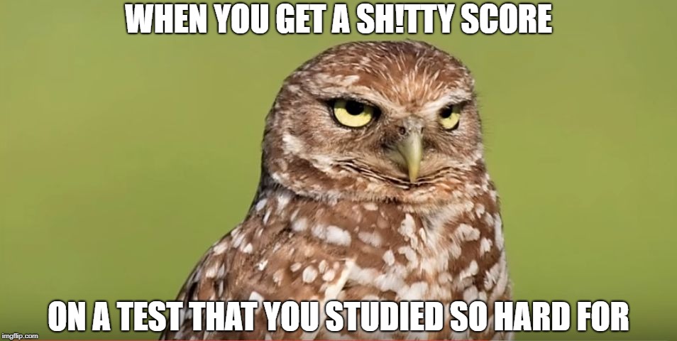 Death Stare Owl | WHEN YOU GET A SH!TTY SCORE; ON A TEST THAT YOU STUDIED SO HARD FOR | image tagged in death stare owl,memes,funny,doctordoomsday180,test,study | made w/ Imgflip meme maker