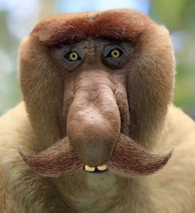 High Quality Janusz Monkey mustache Blank Meme Template