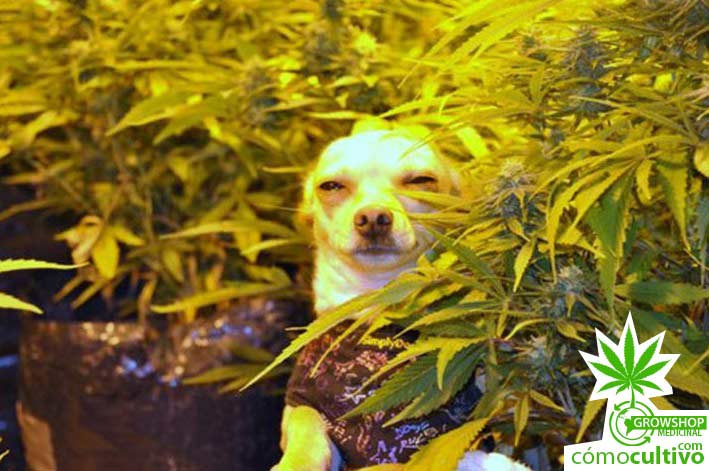 High Quality dog weed Blank Meme Template