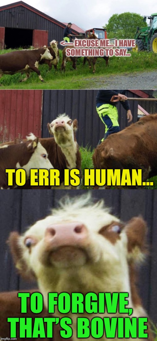 Bad pun cow  | <— EXCUSE ME... I HAVE SOMETHING TO SAY... TO ERR IS HUMAN... TO FORGIVE, THAT’S BOVINE | image tagged in bad pun cow,memes,raycat on the farm,click clack moo | made w/ Imgflip meme maker