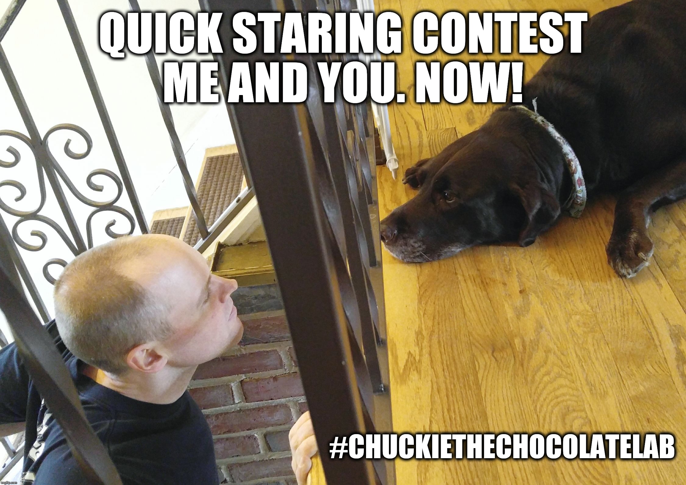 Quick staring contest me and you now | QUICK STARING CONTEST ME AND YOU. NOW! #CHUCKIETHECHOCOLATELAB | image tagged in chuckie the chocolate lab teamchuckie,staring contest,dogs,funny,memes,me and you | made w/ Imgflip meme maker