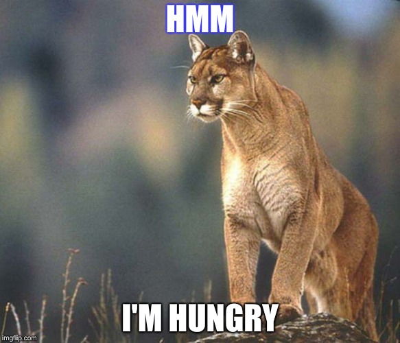 Puma | HMM; I'M HUNGRY | image tagged in lil pump,animals | made w/ Imgflip meme maker