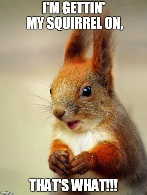 It's That Simple | I'M GETTIN' MY SQUIRREL ON, THAT'S WHAT!!! | image tagged in squirrel | made w/ Imgflip meme maker