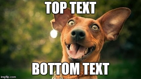 i was told to be creative... | TOP TEXT; BOTTOM TEXT | image tagged in meme,creative,dog | made w/ Imgflip meme maker