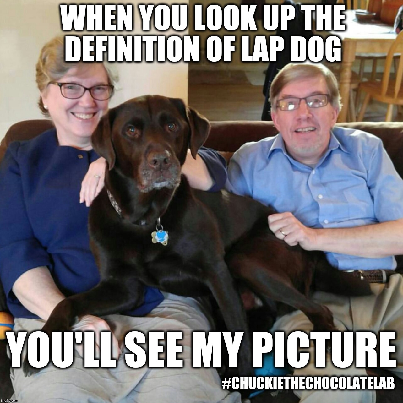 Lap dog | WHEN YOU LOOK UP THE DEFINITION OF LAP DOG; #CHUCKIETHECHOCOLATELAB; YOU'LL SEE MY PICTURE | image tagged in chuckie the chocolate lab,dogs,memes,funny,lap dog,cute animals | made w/ Imgflip meme maker