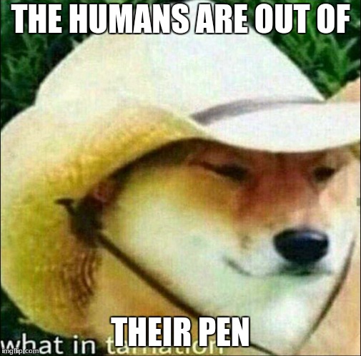 Cowboy Doge | THE HUMANS ARE OUT OF; THEIR PEN | image tagged in cowboy doge | made w/ Imgflip meme maker