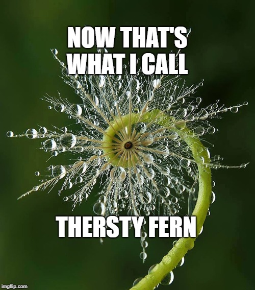 dewy fern | NOW THAT'S WHAT I CALL; THERSTY FERN | image tagged in dewy fern | made w/ Imgflip meme maker