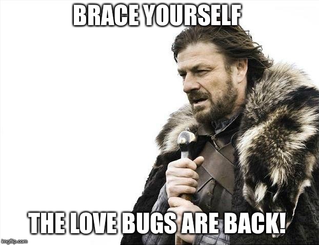 Brace Yourselves X is Coming Meme | BRACE YOURSELF; THE LOVE BUGS ARE BACK! | image tagged in memes,brace yourselves x is coming | made w/ Imgflip meme maker