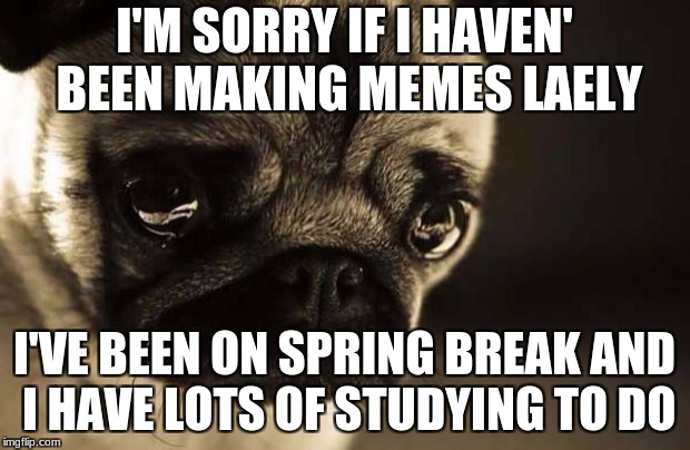 sorry pug | I'M SORRY IF I HAVEN' BEEN MAKING MEMES LAELY; I'VE BEEN ON SPRING BREAK AND I HAVE LOTS OF STUDYING TO DO | image tagged in sorry pug | made w/ Imgflip meme maker