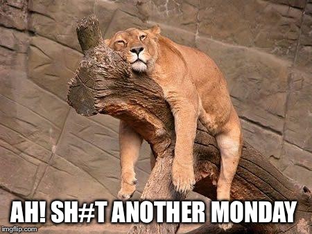 sleeping lion | AH! SH#T ANOTHER MONDAY | image tagged in sleeping lion | made w/ Imgflip meme maker