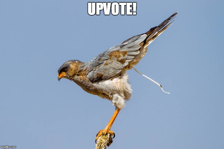 UPVOTE! | made w/ Imgflip meme maker