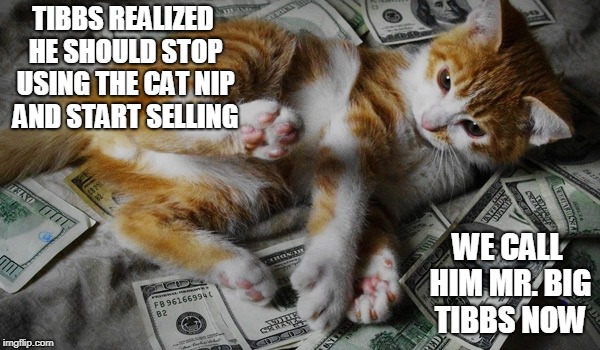 Cat Pusher | TIBBS REALIZED HE SHOULD STOP USING THE CAT NIP AND START SELLING; WE CALL HIM MR. BIG TIBBS NOW | image tagged in cat,money,tibbs,mr,pusher,nsfw | made w/ Imgflip meme maker