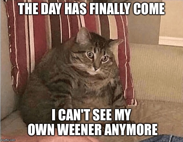 Darn you, carbs!  | THE DAY HAS FINALLY COME; I CAN'T SEE MY OWN WEENER ANYMORE | image tagged in memes,fat,cat | made w/ Imgflip meme maker
