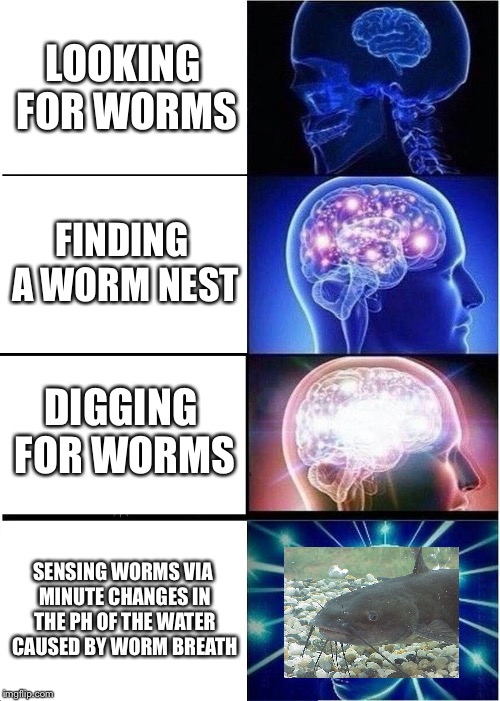 Expanding Brain Meme | LOOKING FOR WORMS; FINDING A WORM NEST; DIGGING FOR WORMS; SENSING WORMS VIA MINUTE CHANGES IN THE PH OF THE WATER CAUSED BY WORM BREATH | image tagged in memes,expanding brain | made w/ Imgflip meme maker