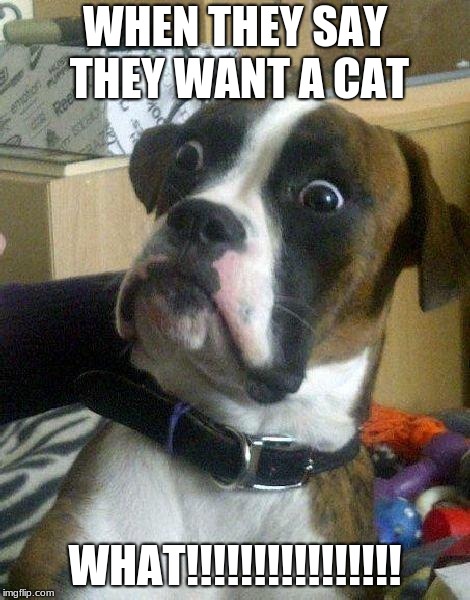 Surprised Dog | WHEN THEY SAY THEY WANT A CAT; WHAT!!!!!!!!!!!!!!!! | image tagged in surprised dog | made w/ Imgflip meme maker
