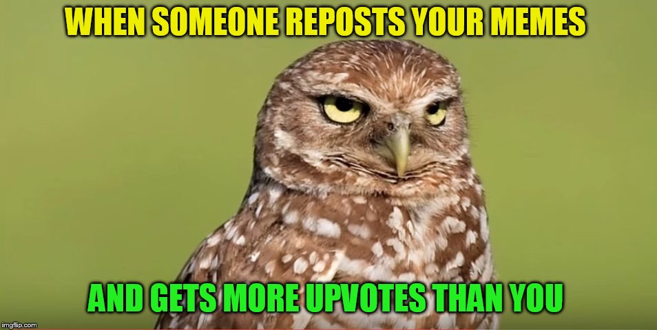 Death Stare Owl | WHEN SOMEONE REPOSTS YOUR MEMES; AND GETS MORE UPVOTES THAN YOU | image tagged in death stare owl | made w/ Imgflip meme maker