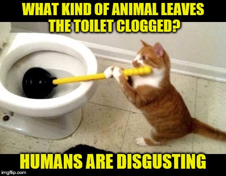 He works hard for his cat nip. | WHAT KIND OF ANIMAL LEAVES THE TOILET CLOGGED? HUMANS ARE DISGUSTING | image tagged in memes,toilet,cats | made w/ Imgflip meme maker