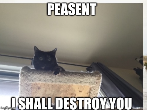 PEASENT; I SHALL DESTROY YOU | image tagged in cats | made w/ Imgflip meme maker