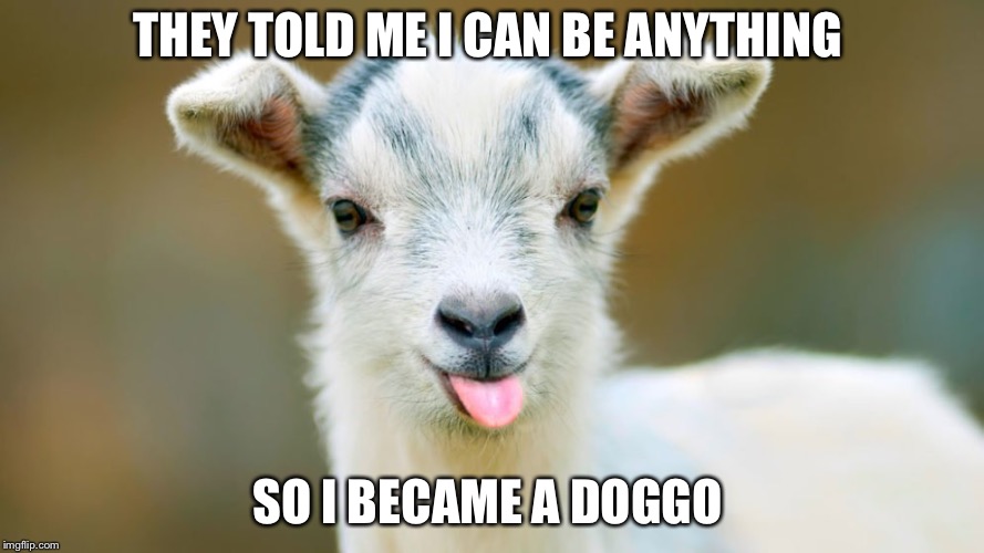 THEY TOLD ME I CAN BE ANYTHING; SO I BECAME A DOGGO | image tagged in i can be anything | made w/ Imgflip meme maker