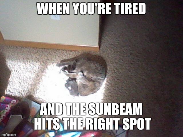 Feels good! | WHEN YOU'RE TIRED; AND THE SUNBEAM HITS THE RIGHT SPOT | image tagged in memes,cats,sunbeam | made w/ Imgflip meme maker