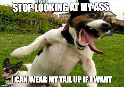 STOP LOOKING AT MY ASS I CAN WEAR MY TAIL UP IF I WANT | made w/ Imgflip meme maker