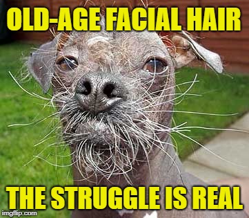 Grandpa's Eyebrows and... | OLD-AGE FACIAL HAIR; THE STRUGGLE IS REAL | image tagged in funny dogs,dogs,hairy,whiskers | made w/ Imgflip meme maker