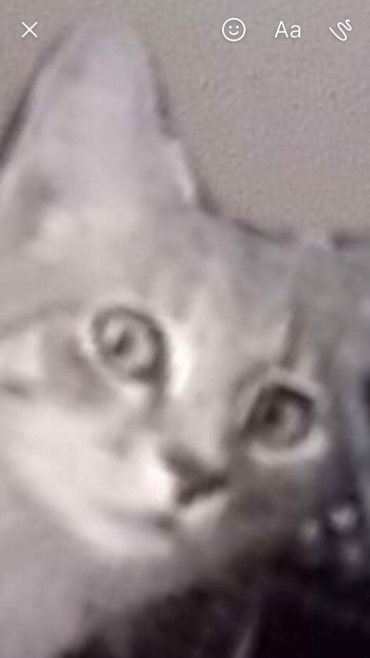 Panic cat Blank Meme Template