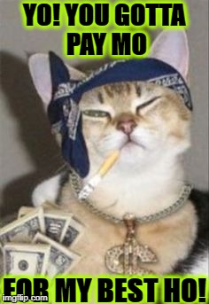 YO! YOU GOTTA PAY MO; FOR MY BEST HO! | image tagged in pimp daddy cat | made w/ Imgflip meme maker
