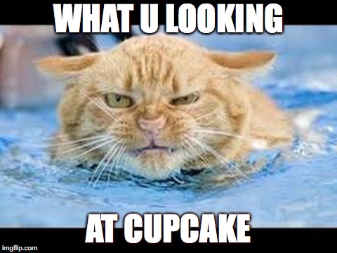 what u looking at cupcake  | WHAT U LOOKING; AT CUPCAKE | image tagged in grumpy cat | made w/ Imgflip meme maker