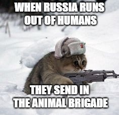 russian cat | WHEN RUSSIA RUNS OUT OF HUMANS; THEY SEND IN THE ANIMAL BRIGADE | image tagged in russian cat | made w/ Imgflip meme maker