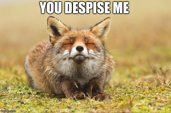 lol | YOU DESPISE ME | image tagged in lol,fox | made w/ Imgflip meme maker