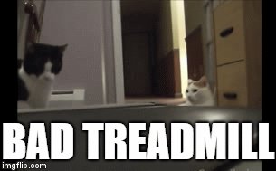 Cats against cardio | BAD TREADMILL | image tagged in gifs | made w/ Imgflip video-to-gif maker
