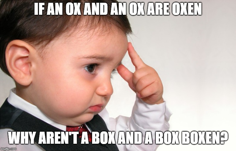 IF AN OX AND AN OX ARE OXEN WHY AREN'T A BOX AND A BOX BOXEN? | made w/ Imgflip meme maker